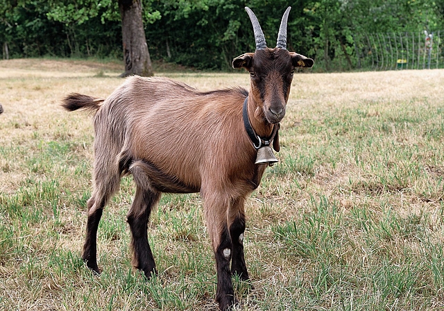 Die Stiefelgeissen sind eine robuste Rasse.Bild: Bär