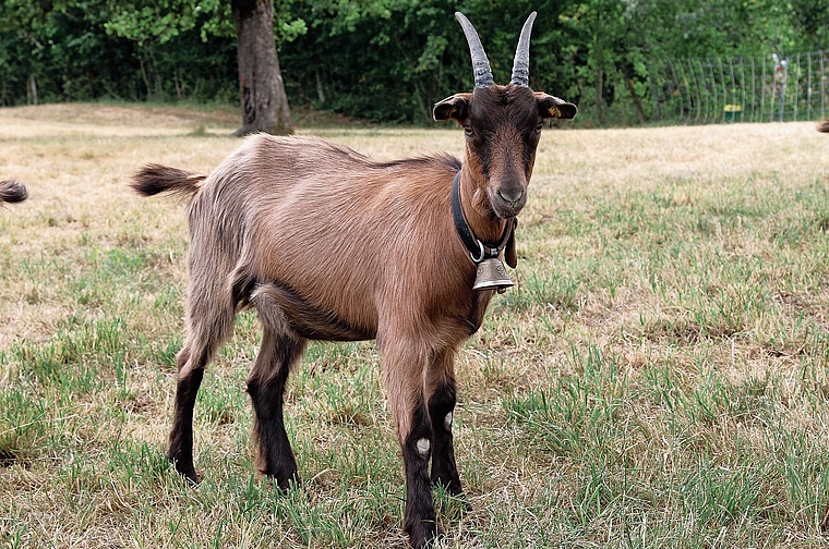 Die Stiefelgeissen sind eine robuste Rasse.Bild: Bär
