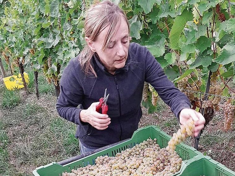 Aus diesen vollreifen und zuletzt geernteten weissen Vidal-blanc-Trauben entsteht ein Strohwein. Bild: zVg