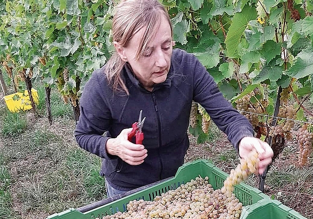 Aus diesen vollreifen und zuletzt geernteten weissen Vidal-blanc-Trauben entsteht ein Strohwein. Bild: zVg